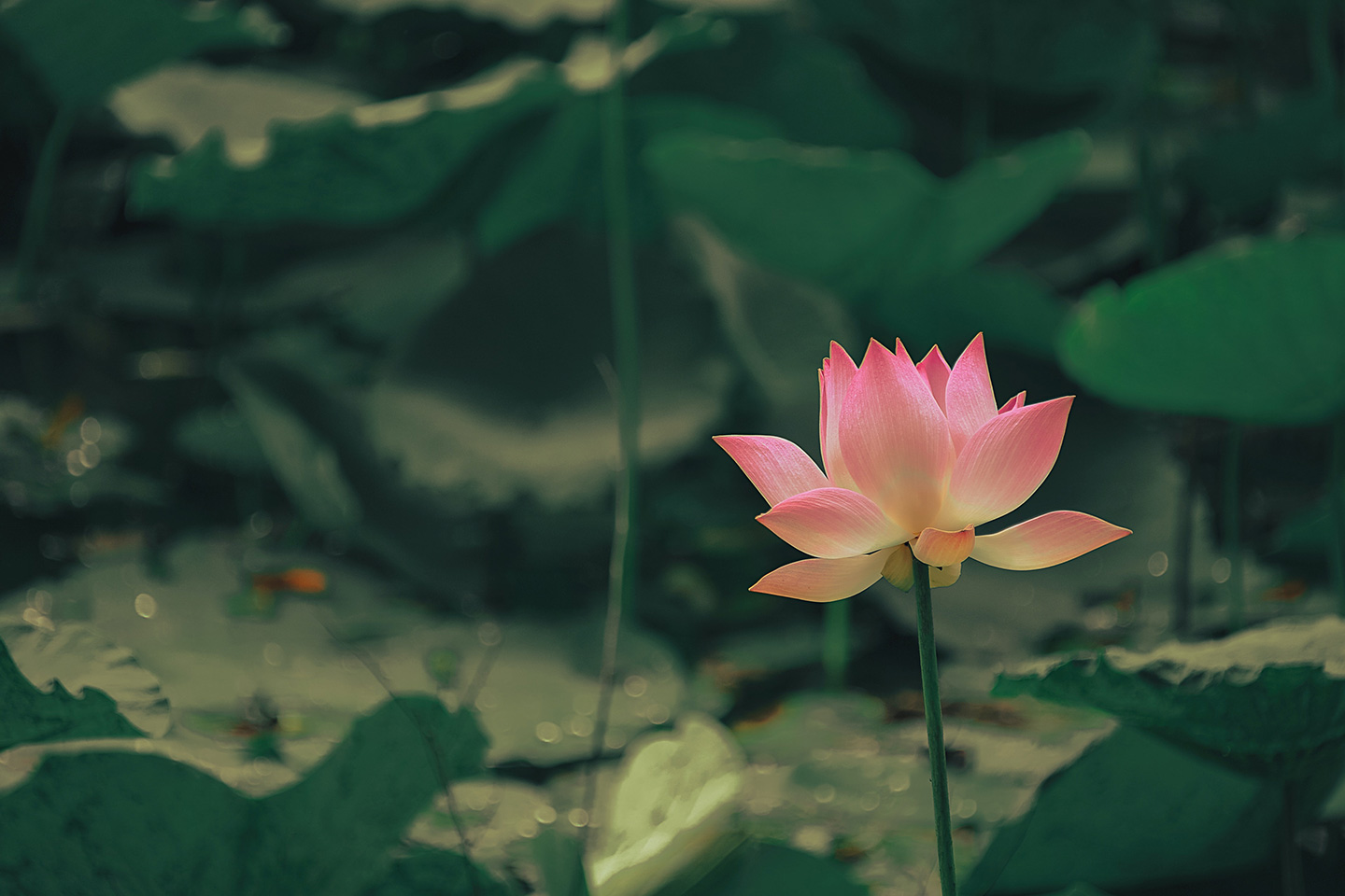 FAQ najčešća pitanja